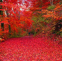 Sukcesy dzieci w karate